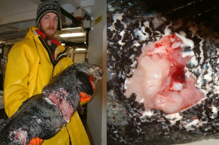Matt holding a toothfish with evidence of a Colossal Squid bite
