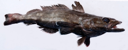 A small Patagonian Toothfish.